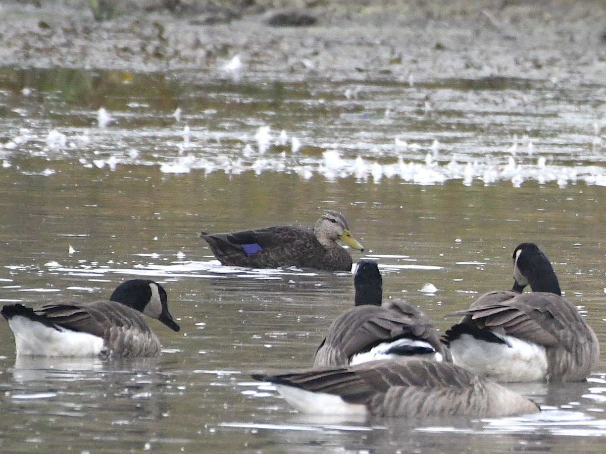 American Black Duck - Ted Wolff