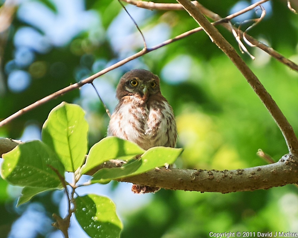 Northern Pygmy-Owl - David Mathre
