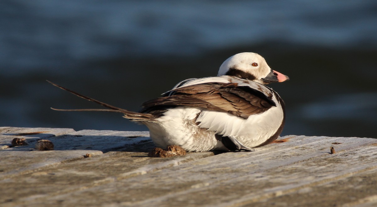Long-tailed Duck - ML26787271