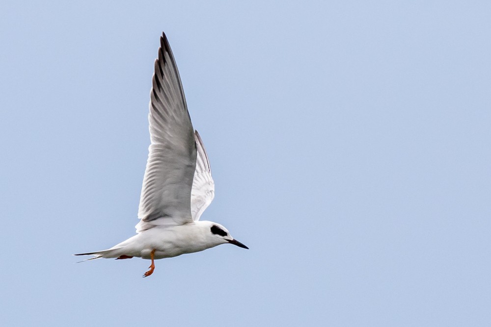 Forster's Tern - Jean-Guy Papineau