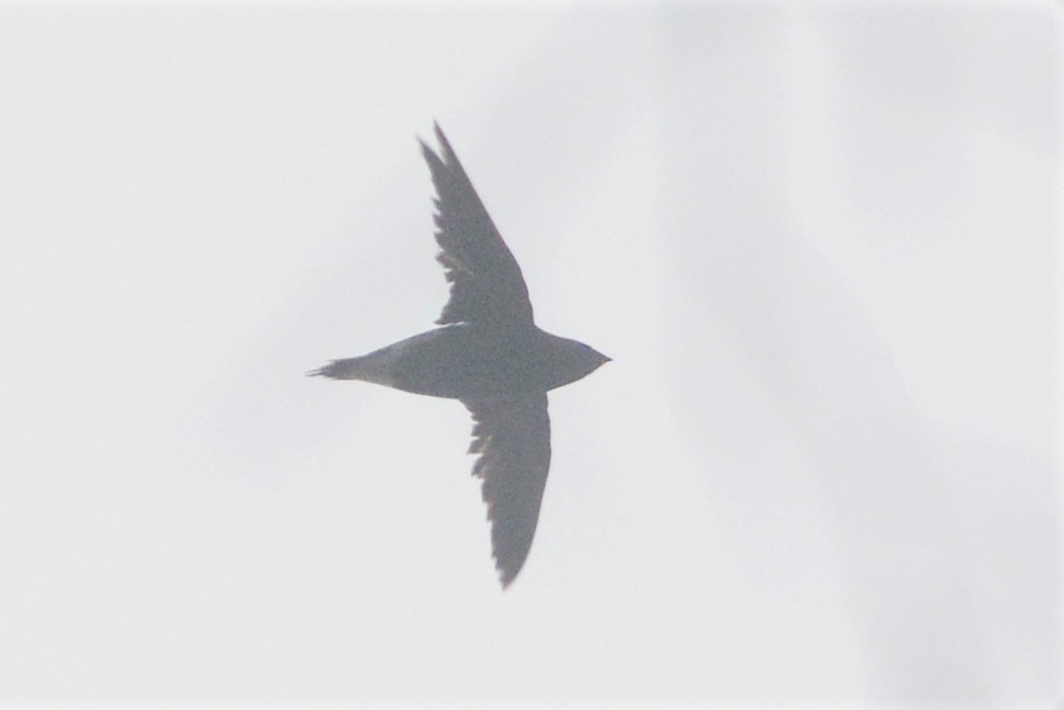 Brown-backed Needletail - ML26787551