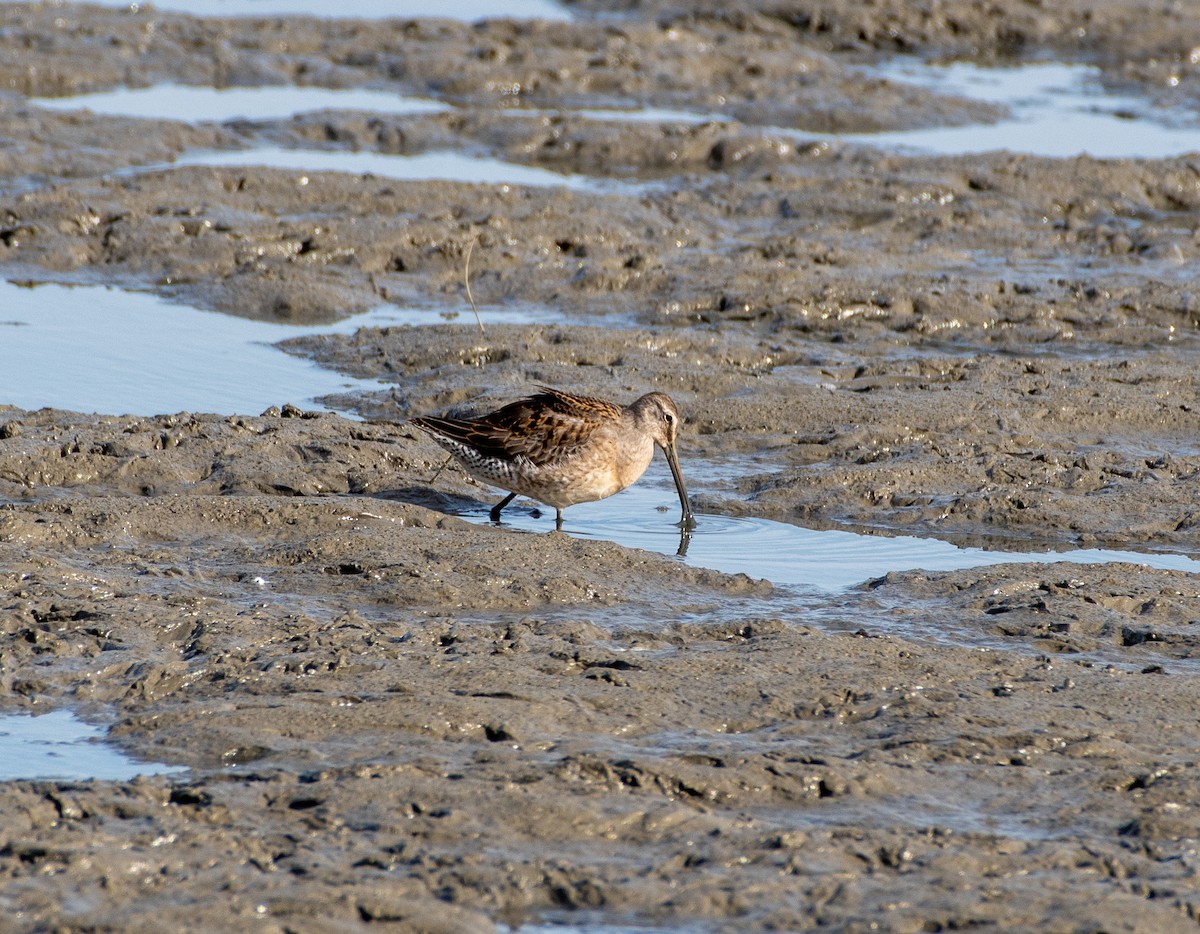 Long-billed Dowitcher - ML267878601