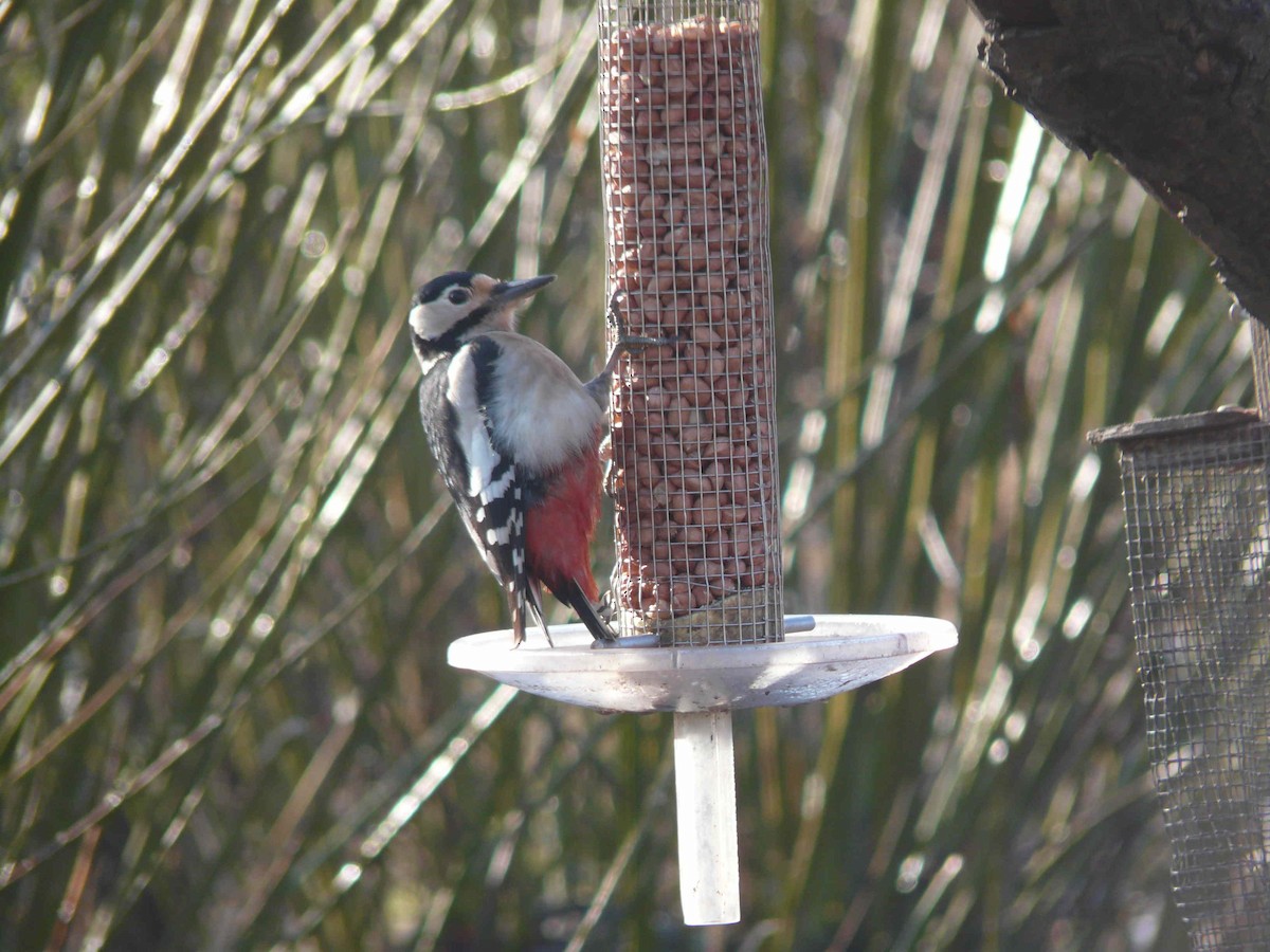 Great Spotted Woodpecker (Great Spotted) - ML26788221