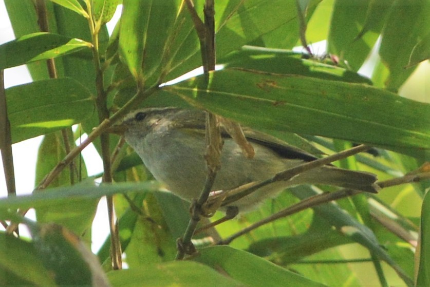 Yellow-browed Warbler - ML26788521