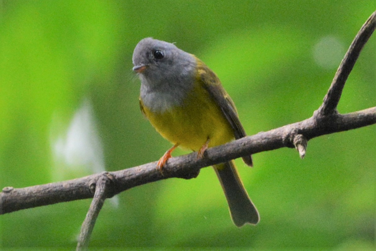 Gray-headed Canary-Flycatcher - ML26788551