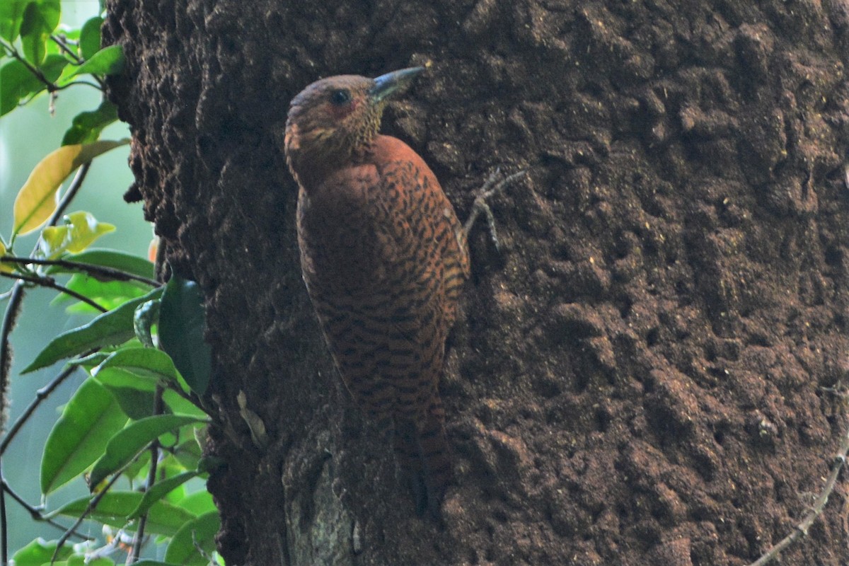 Rufous Woodpecker - ML26788661