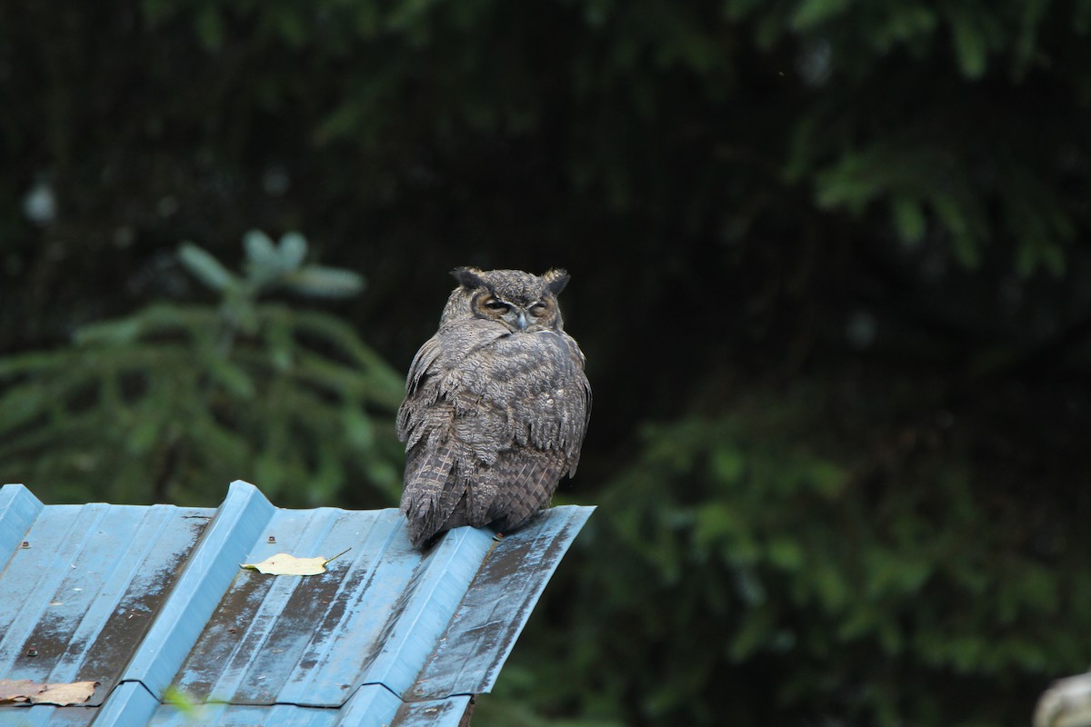 Great Horned Owl - ML267891121