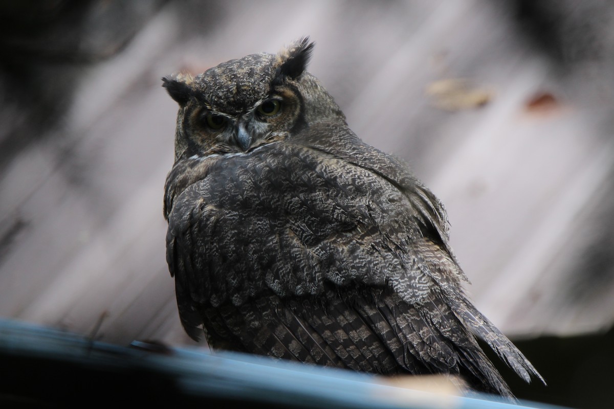 Great Horned Owl - ML267891191
