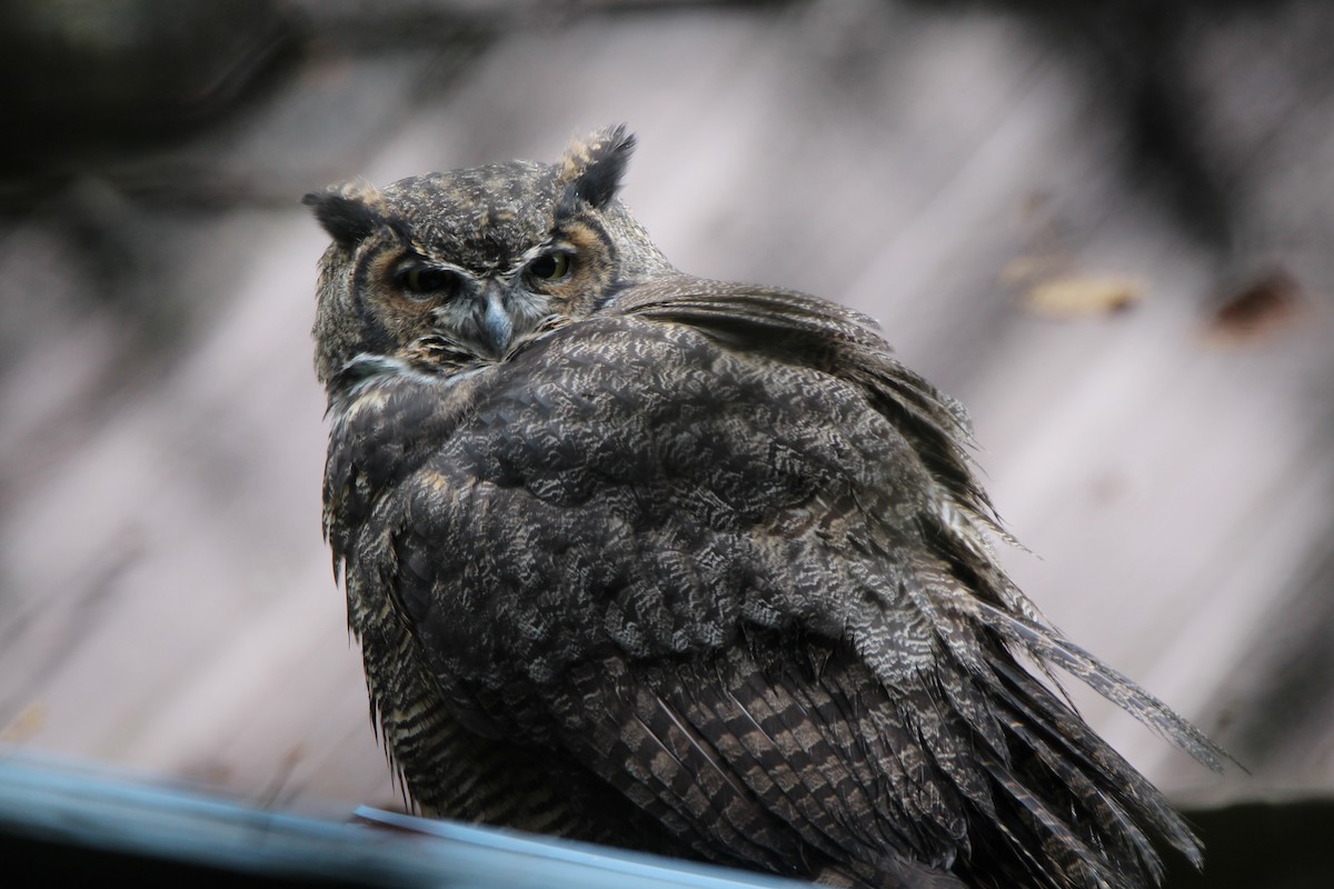 Great Horned Owl - ML267891331