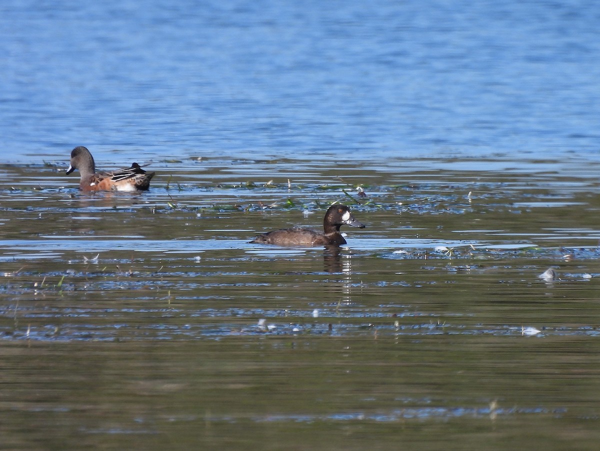 Greater Scaup - ML267894081
