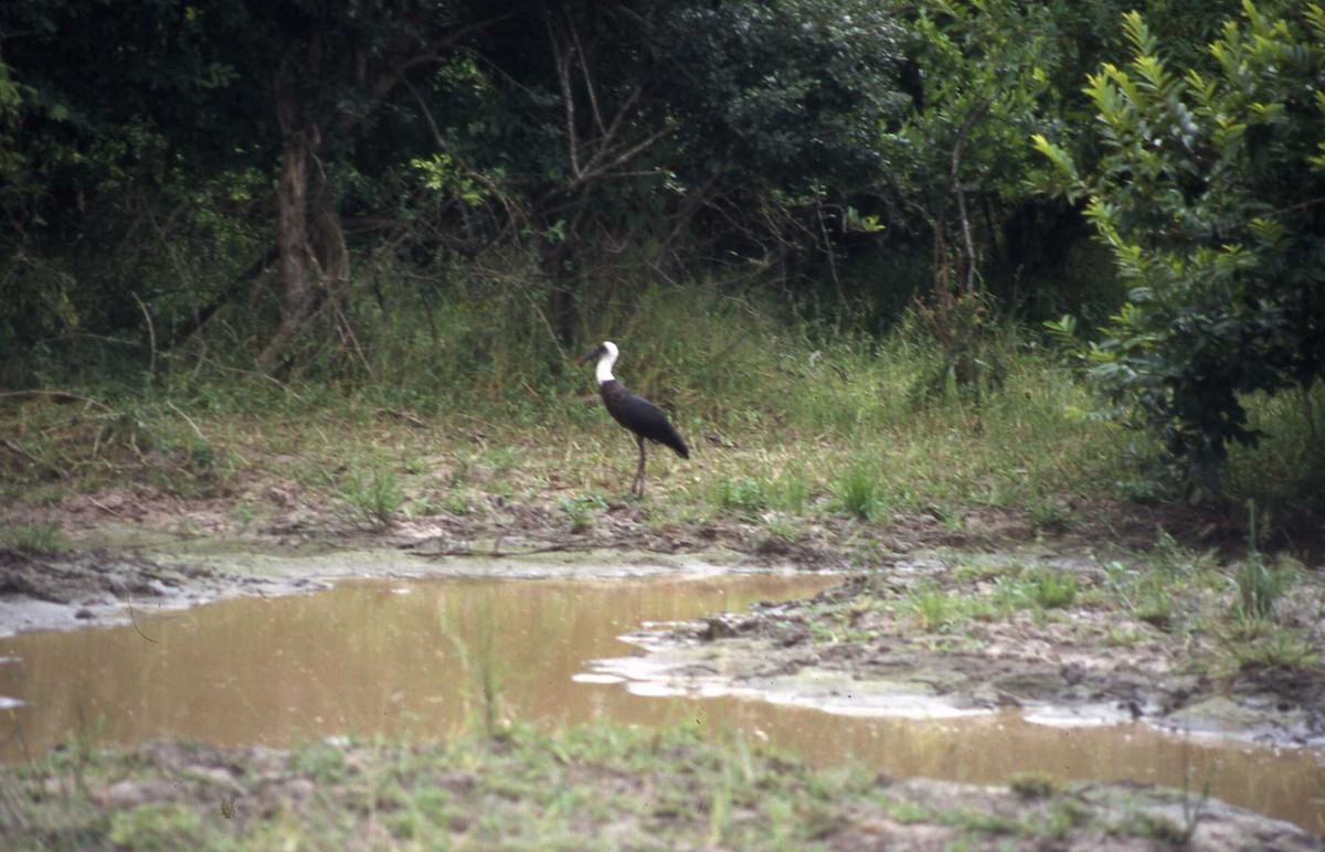 African Woolly-necked Stork - Simon Tonge
