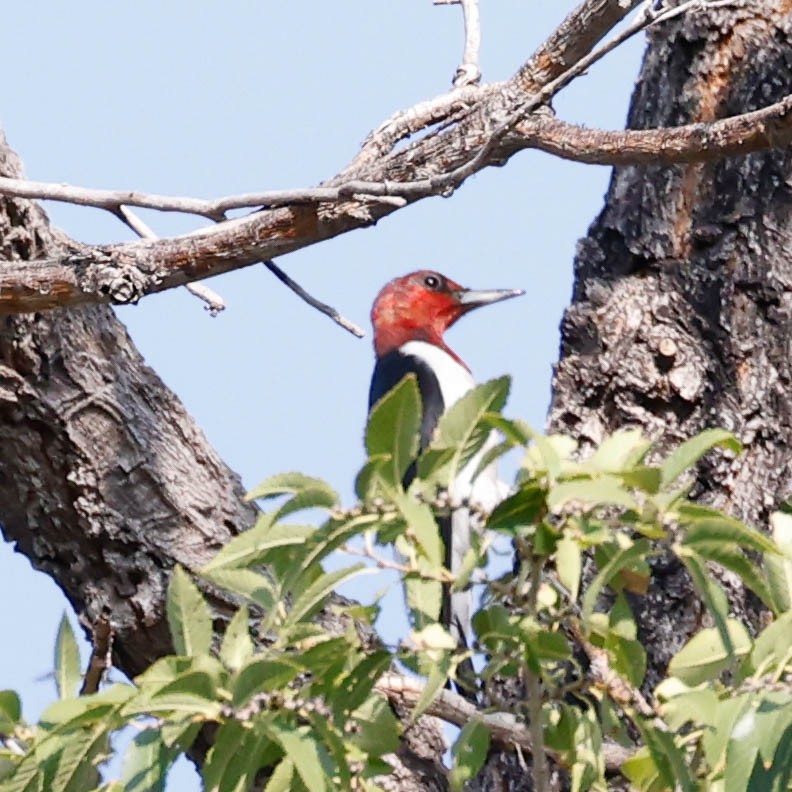 Red-headed Woodpecker - ML267898291