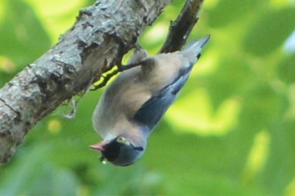 Velvet-fronted Nuthatch - ML26790021