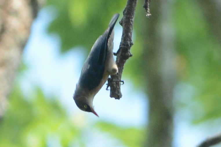 Velvet-fronted Nuthatch - ML26790031