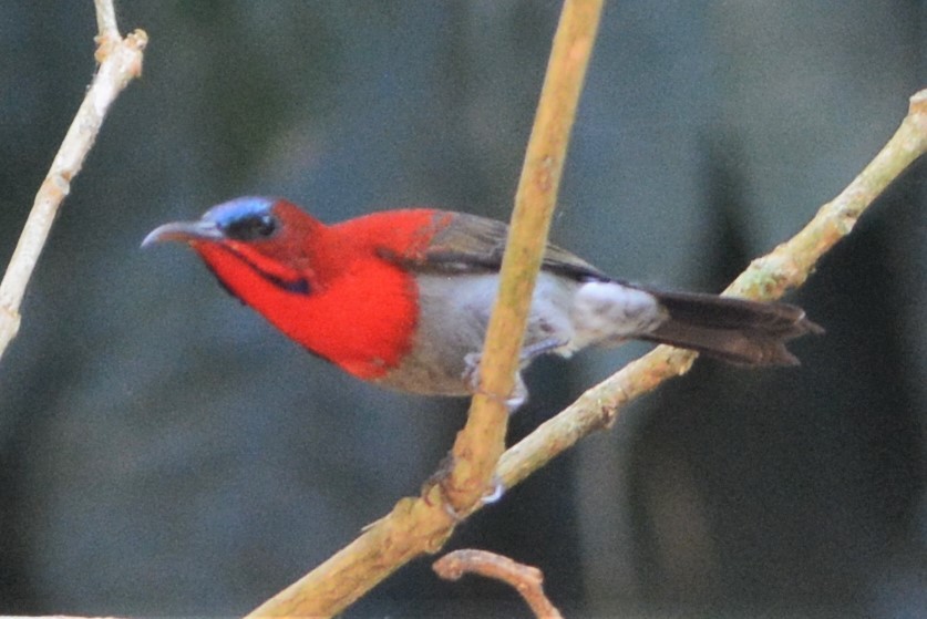 Crimson Sunbird - David Hollie