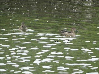 Blue-winged Teal, ML267901471