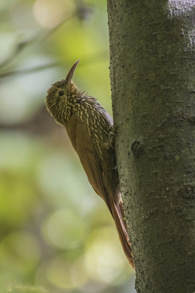 Spot-crowned Woodcreeper - Leandro Arias