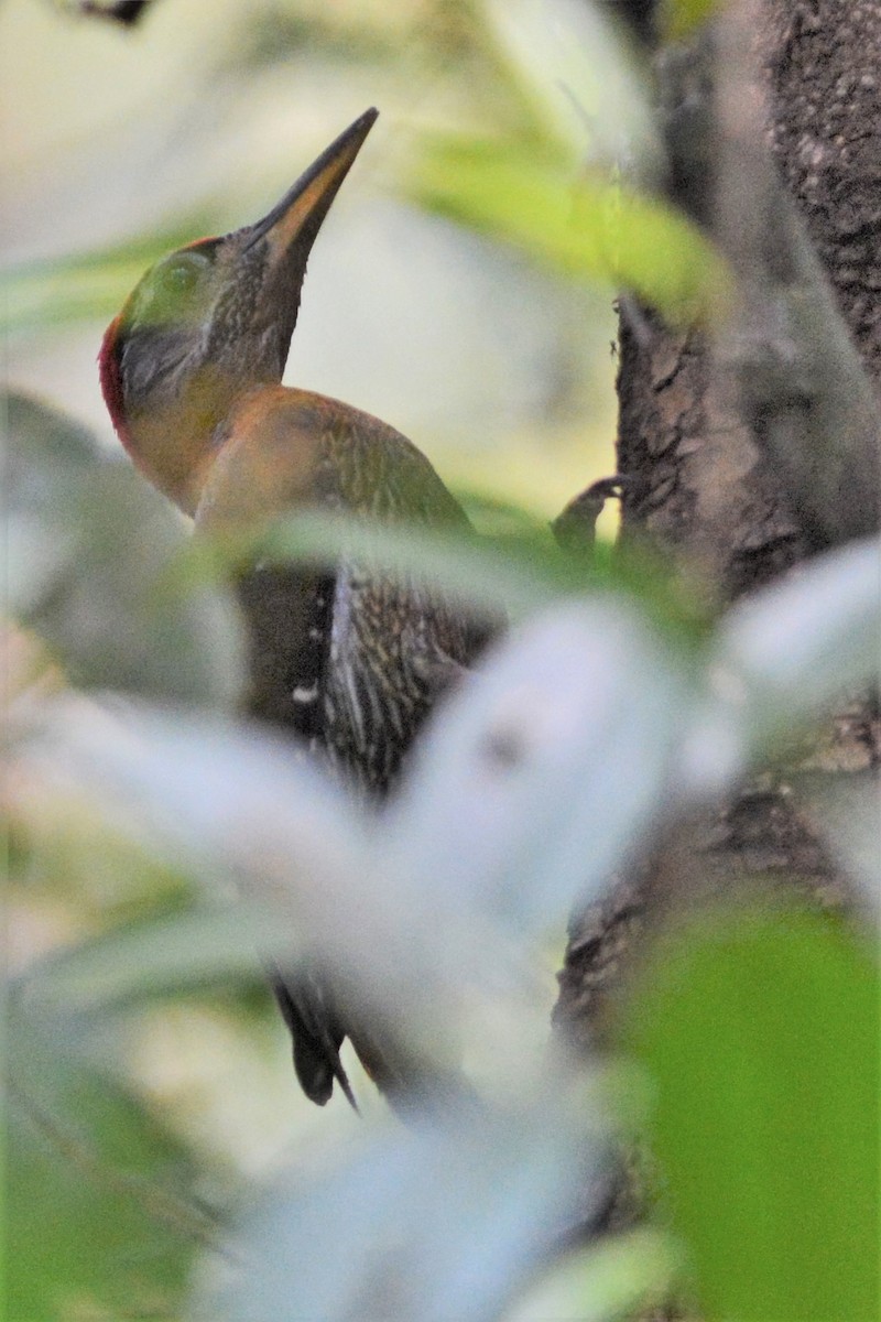 Streak-breasted Woodpecker - ML26790301