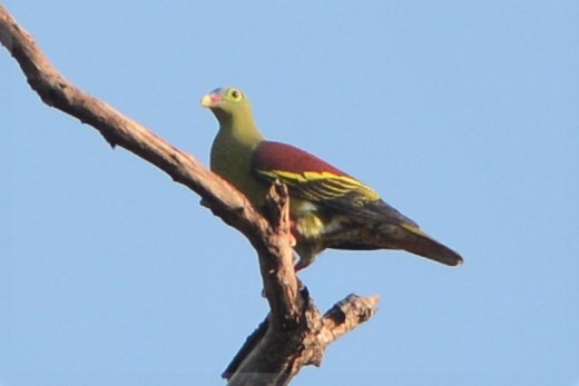 Thick-billed Green-Pigeon - ML26790331