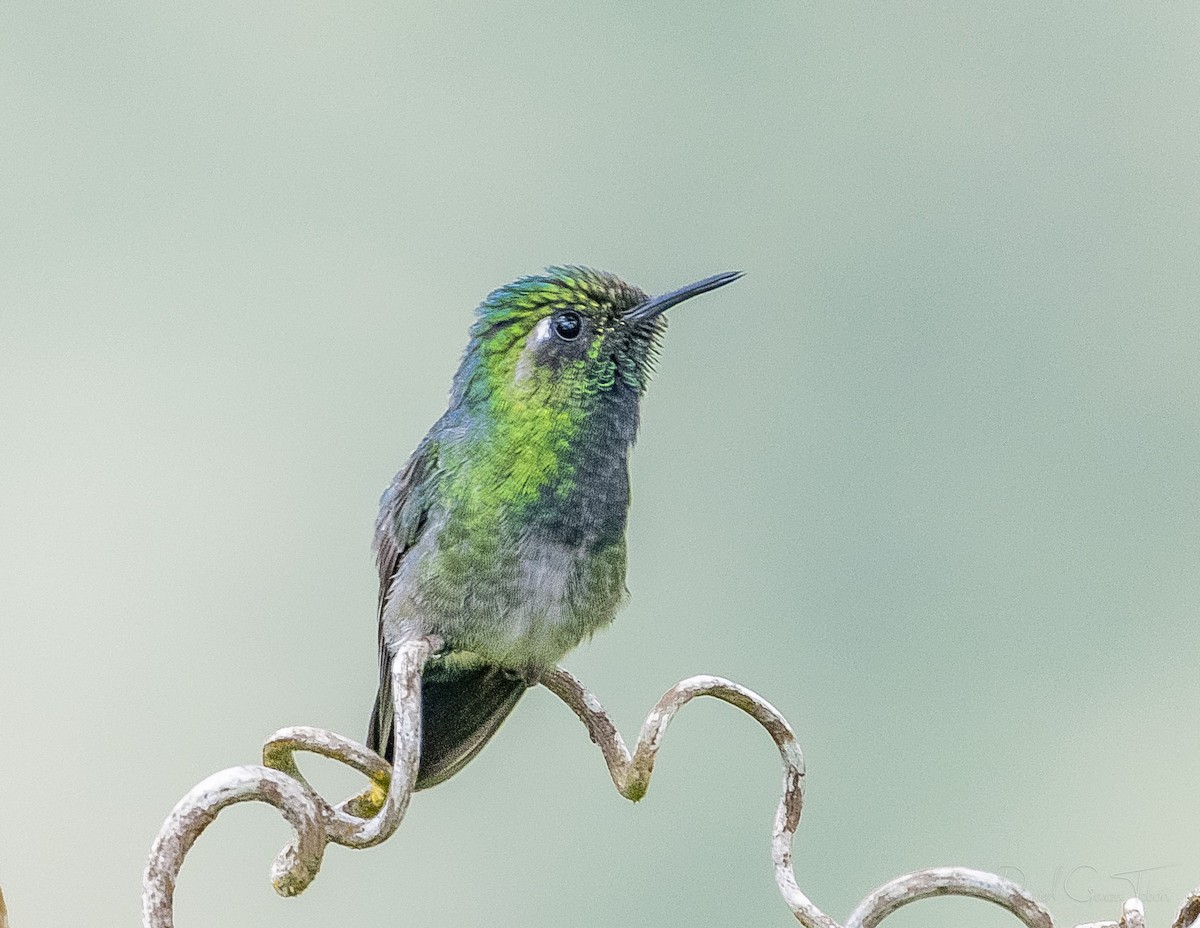 Emerald-chinned Hummingbird - ML267904331