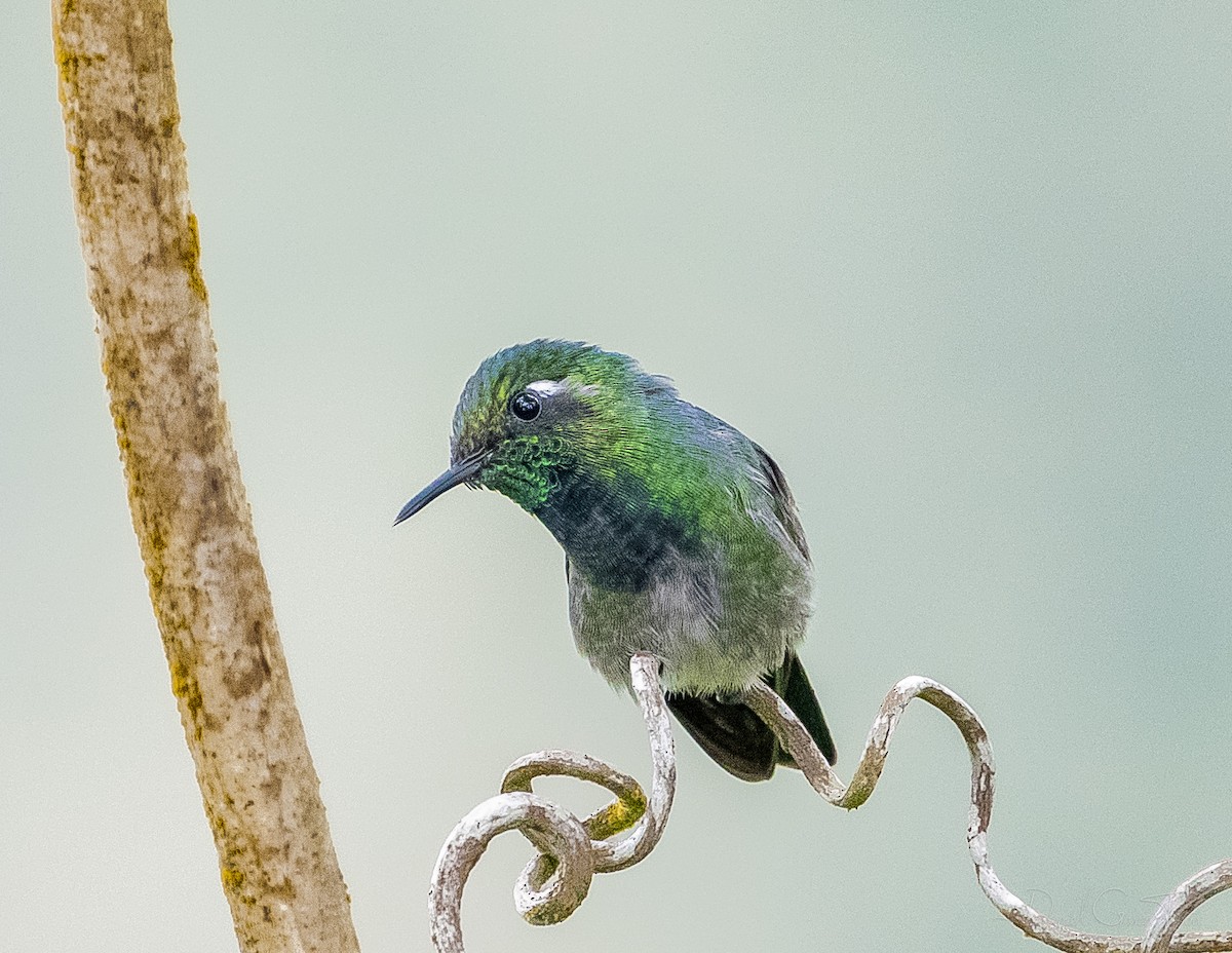 Emerald-chinned Hummingbird - ML267904351