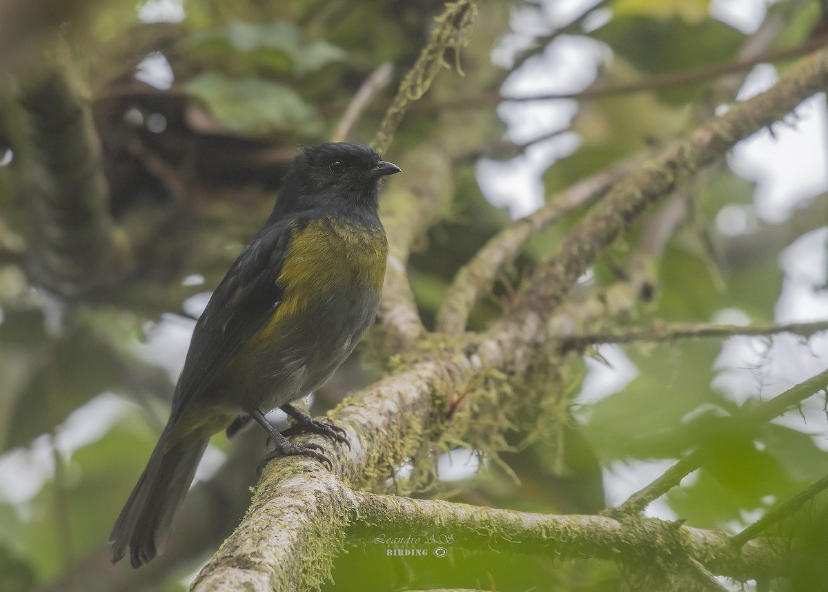 Black-and-yellow Silky-flycatcher - Leandro Arias