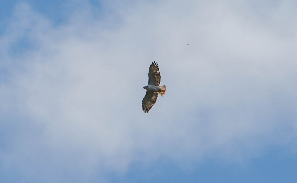 Red-tailed Hawk - ML267906041