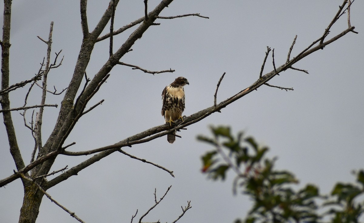 Red-tailed Hawk - ML267908151