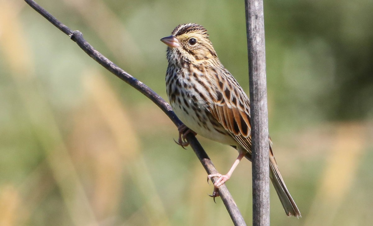 Savannah Sparrow - ML267911061