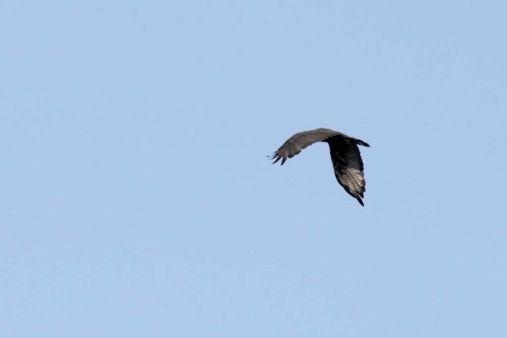 Zone-tailed Hawk - Vander Stoetz