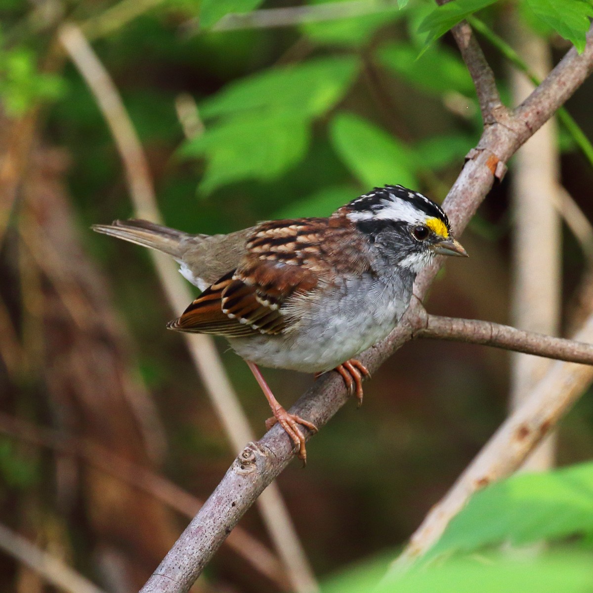 White-throated Sparrow - Dan Vickers