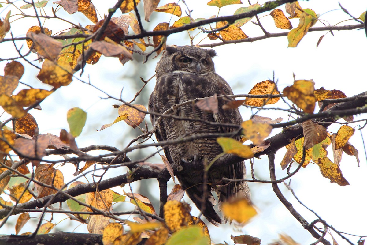 Great Horned Owl - ML267914271
