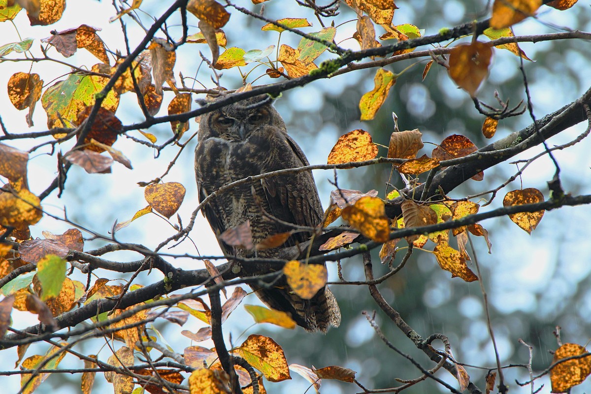 Great Horned Owl - ML267914311