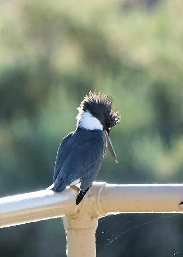 Belted Kingfisher - Henry Detwiler