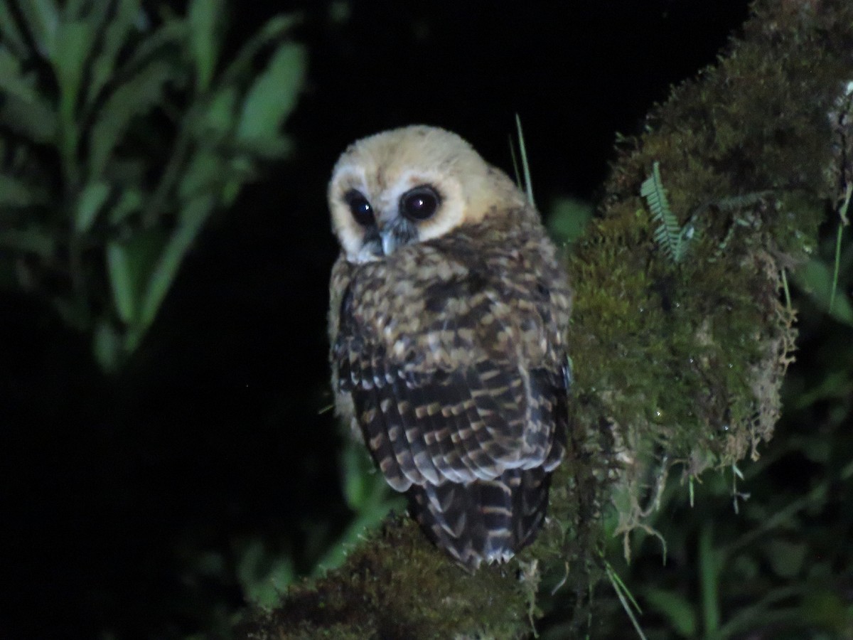 Rufous-banded Owl - ML267921021