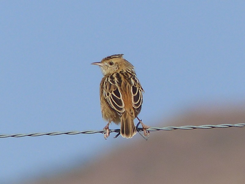 Wing-snapping Cisticola - ML26792441