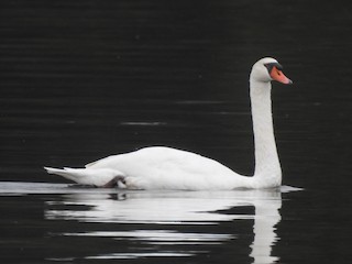 Mute Swan, ML267925531