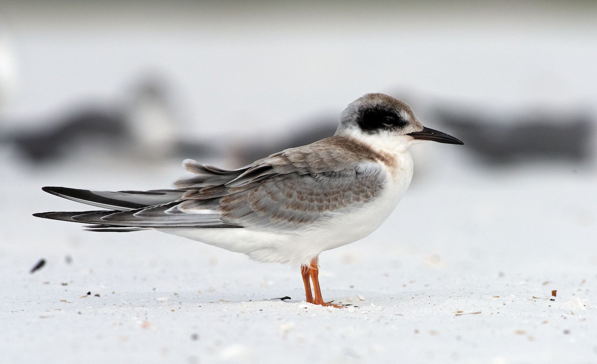 Forster's Tern - Denny Swaby