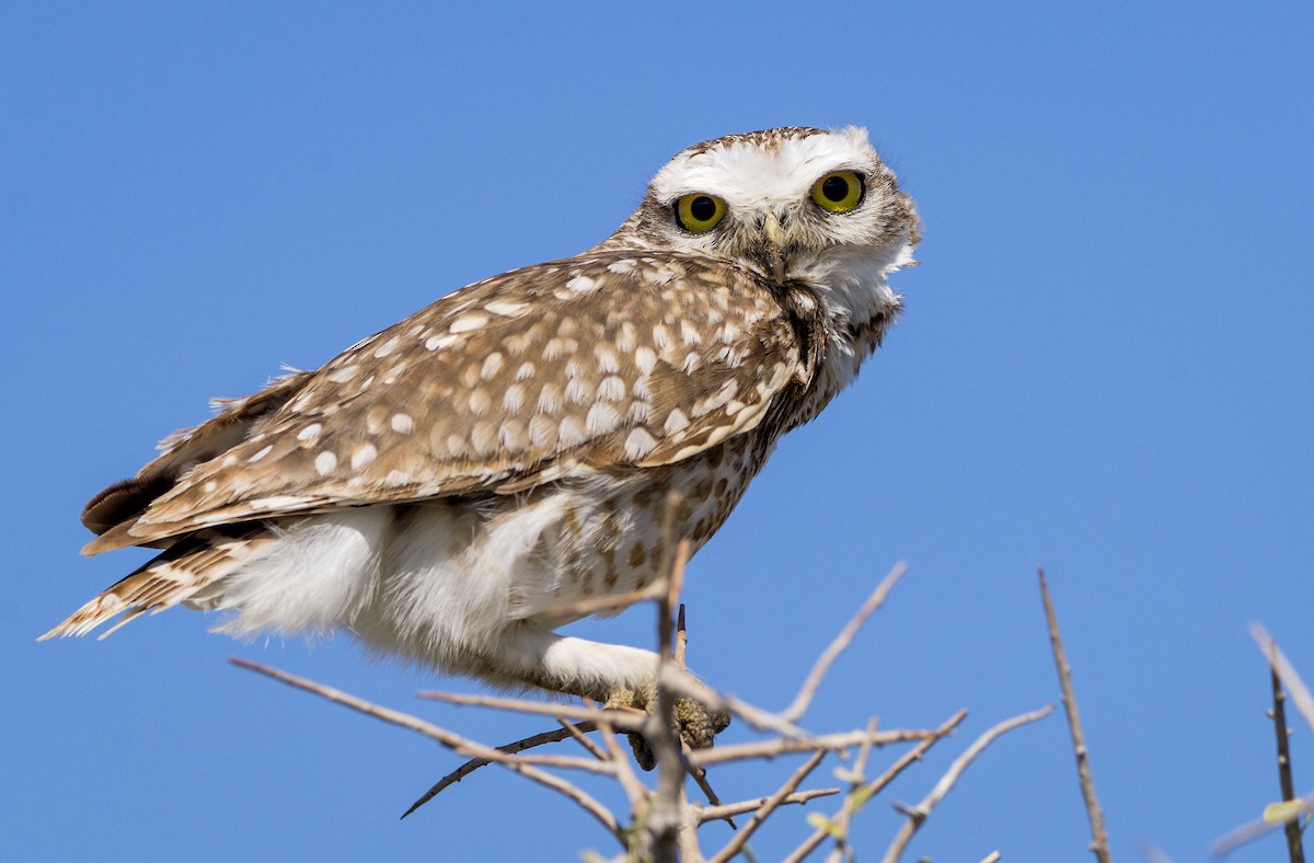 Burrowing Owl - ML267930321