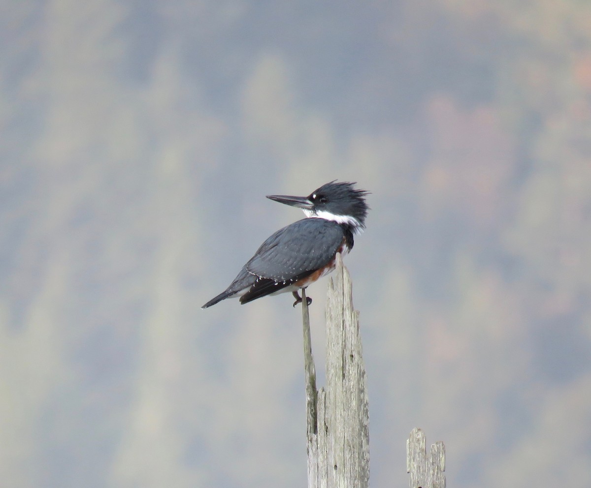 Belted Kingfisher - ML267932161
