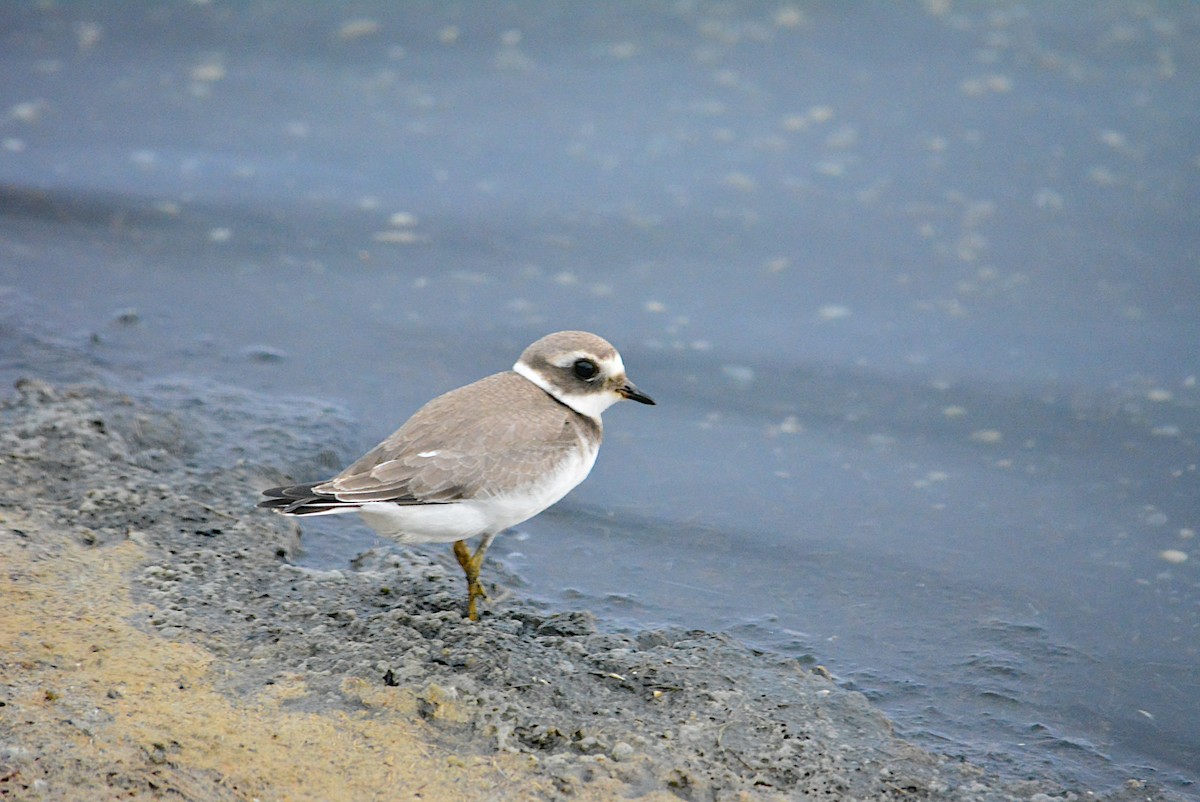 Common Ringed Plover - Paulo Narciso