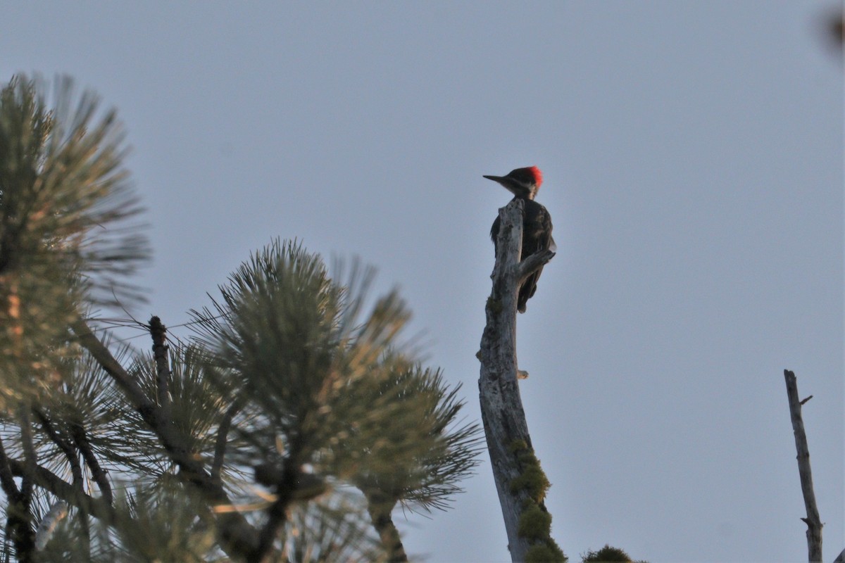 Pileated Woodpecker - ML267933701