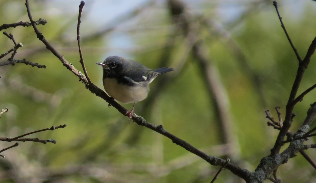 Black-throated Blue Warbler - Nick Bayly (SELVA)