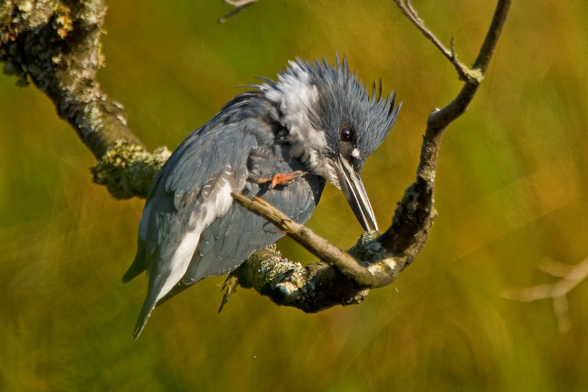 Belted Kingfisher - SS So