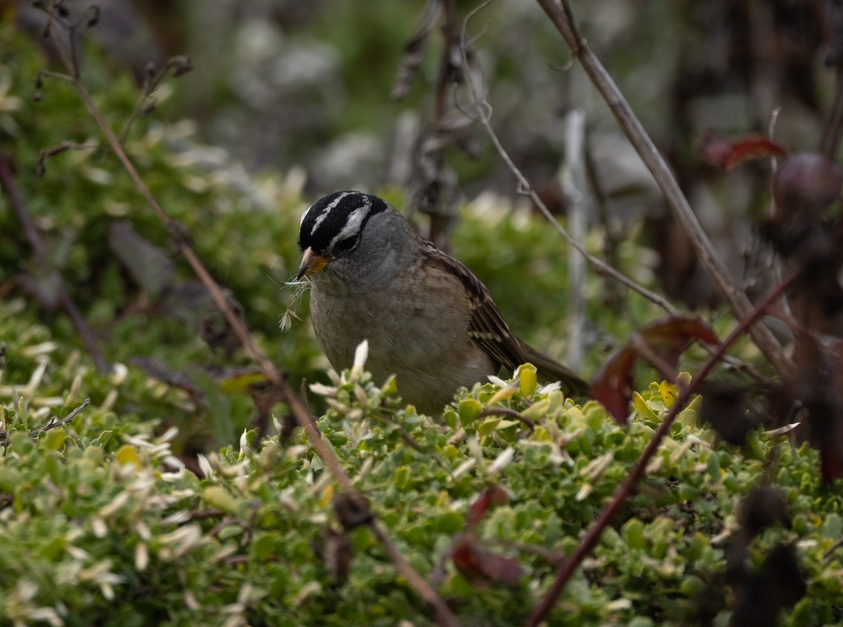 White-crowned Sparrow - ML267942241