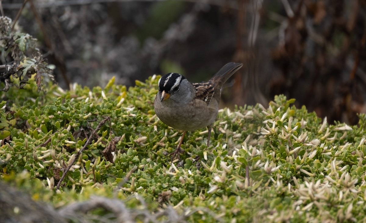 White-crowned Sparrow - ML267942521