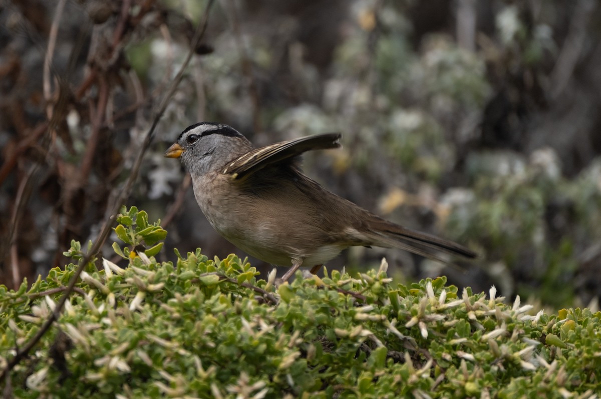 White-crowned Sparrow - ML267942591