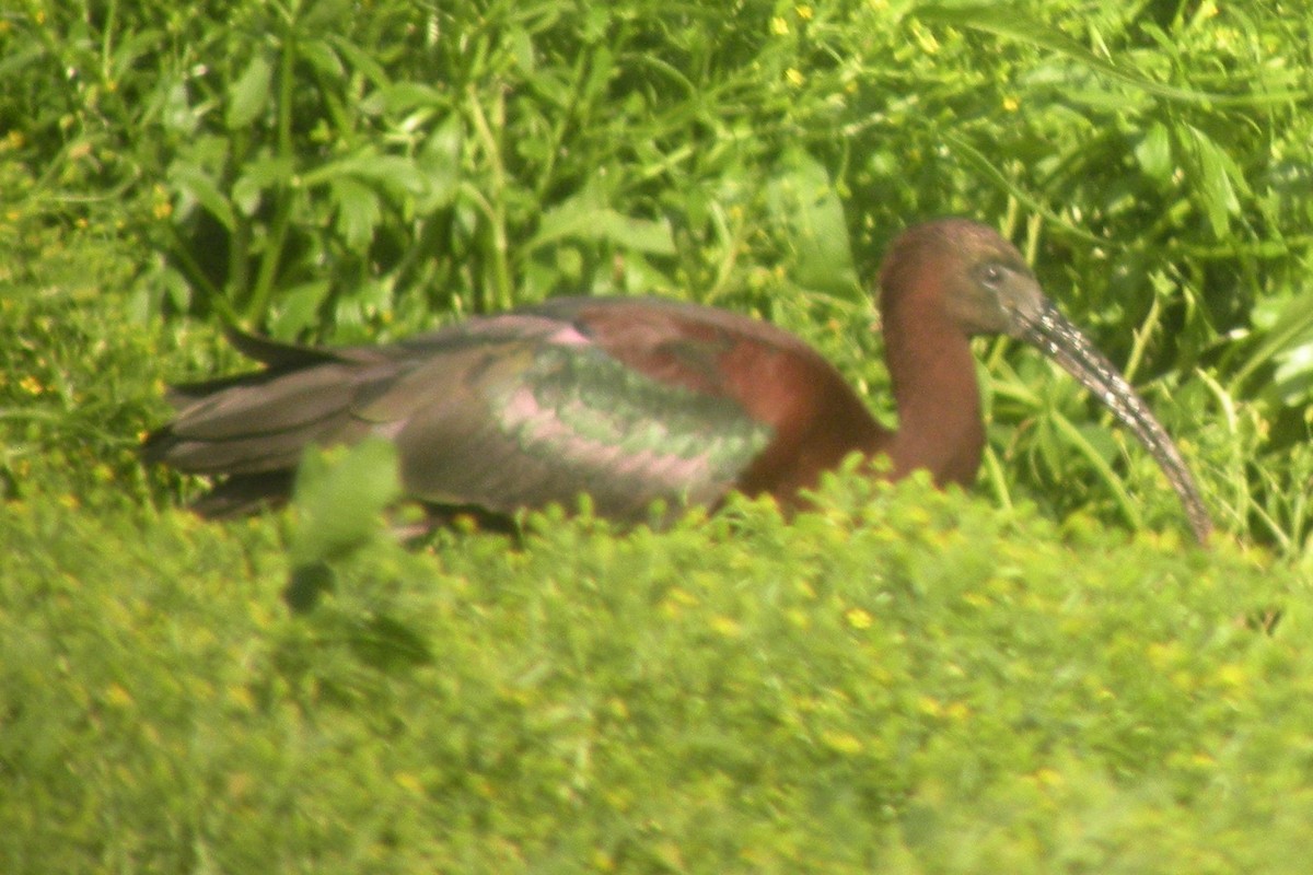 ibis hnědý - ML267942851