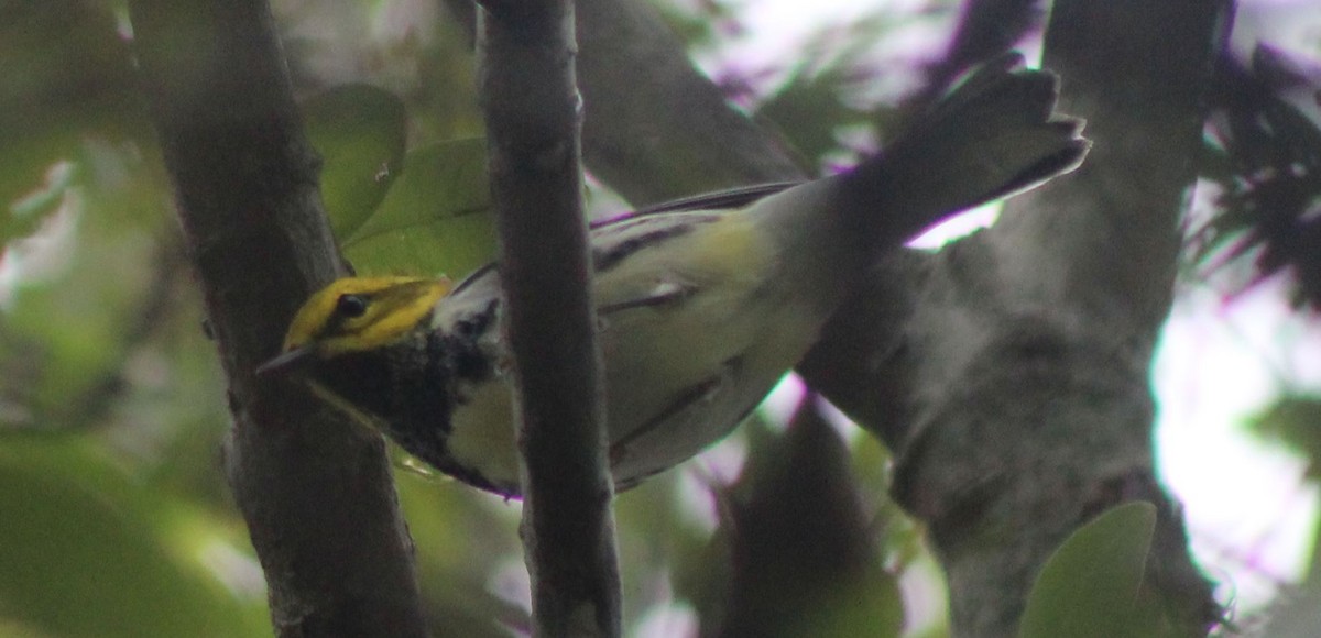 Black-throated Green Warbler - Mikie Green