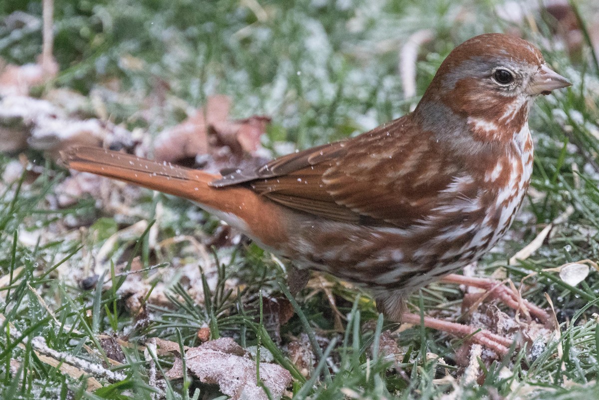 Fox Sparrow (Red) - ML26795311